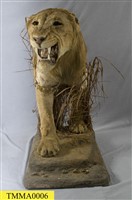 Lion Collection Image, Figure 9, Total 14 Figures